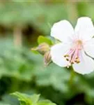 Cambridge-Bastard-Storchschnabel - Geranium x cantabrigiense 'Biokovo'