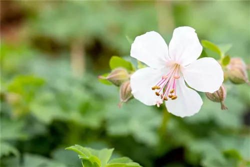 Cambridge-Bastard-Storchschnabel - Geranium x cantabrigiense 'Biokovo'