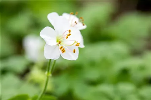 Cambridge-Bastard-Storchschnabel - Geranium x cantabrigiense 'Biokovo'