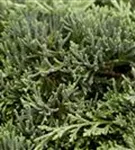 Teppichwacholder 'Icee Blue' -R- - Juniperus horizontalis 'Icee Blue' -R-