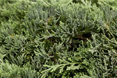 Teppichwacholder 'Icee Blue' -R- - Juniperus horizontalis 'Icee Blue' -R-