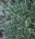 Teppichwacholder 'Icee Blue' -R- - Juniperus horizontalis 'Icee Blue' -R-