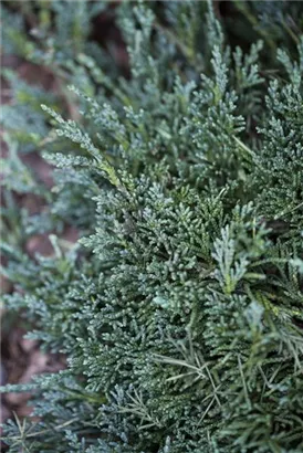 Teppichwacholder 'Icee Blue' -R- - Juniperus horizontalis 'Icee Blue' -R-