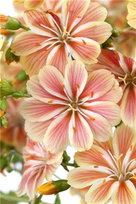 Garten-Bitterwurz - Lewisia cotyledon 'Regenbogen'