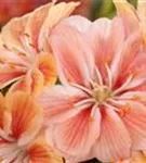 Garten-Bitterwurz - Lewisia cotyledon 'Regenbogen'