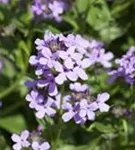 Gewöhnliche Nachtviole - Hesperis matronalis