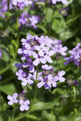 Gewöhnliche Nachtviole - Hesperis matronalis