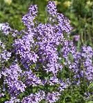 Gewöhnliche Nachtviole - Hesperis matronalis