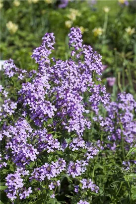 Gewöhnliche Nachtviole - Hesperis matronalis