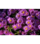 Garten-Kissen-Aster - Aster dumosus 'Herbstgruß v.Bresserhof'