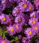 Garten-Kissen-Aster - Aster dumosus 'Kassel'