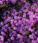 Garten-Kissen-Aster - Aster dumosus 'Kassel'