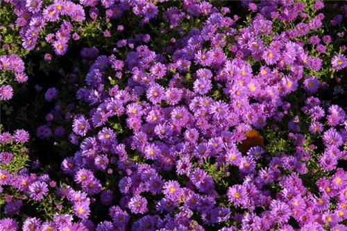 Garten-Kissen-Aster - Aster dumosus 'Kassel'