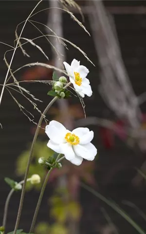 Anemone japonica 'Honorine Jobert'