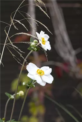 Garten-Herbst-Anemone - Anemone japonica 'Honorine Jobert'