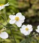 Garten-Herbst-Anemone - Anemone japonica 'Honorine Jobert'