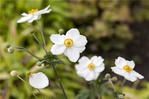 Garten-Herbst-Anemone - Anemone japonica 'Honorine Jobert'