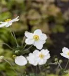 Garten-Herbst-Anemone - Anemone japonica 'Honorine Jobert'