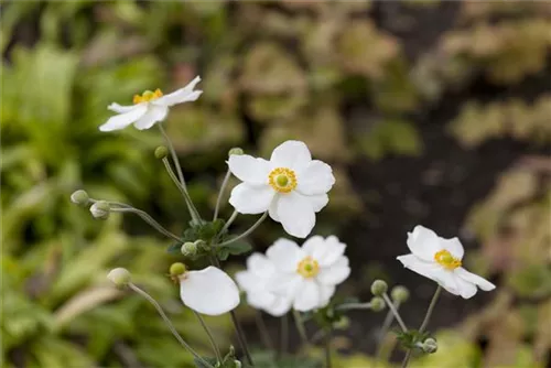 Garten-Herbst-Anemone - Anemone japonica 'Honorine Jobert'