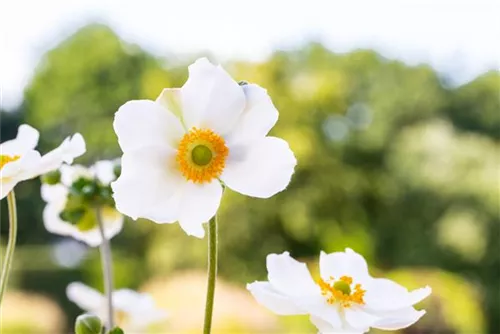 Garten-Herbst-Anemone - Anemone japonica 'Honorine Jobert'