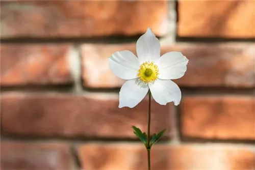 Garten-Herbst-Anemone - Anemone japonica 'Honorine Jobert'