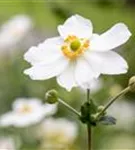 Garten-Herbst-Anemone - Anemone japonica 'Honorine Jobert'