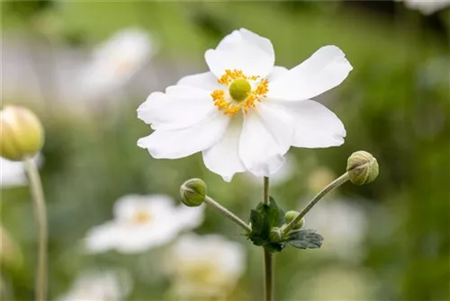 Garten-Herbst-Anemone - Anemone japonica 'Honorine Jobert'