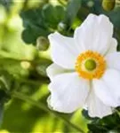 Garten-Herbst-Anemone - Anemone japonica 'Honorine Jobert'