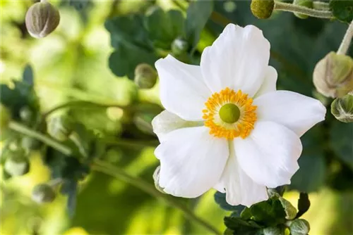 Garten-Herbst-Anemone - Anemone japonica 'Honorine Jobert'