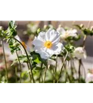 Garten-Herbst-Anemone - Anemone japonica 'Andrea Atkinson'