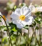 Garten-Herbst-Anemone - Anemone japonica 'Honorine Jobert'