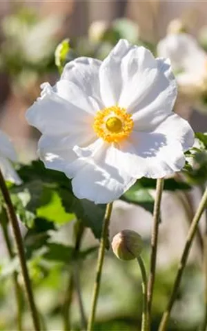 Anemone japonica 'Andrea Atkinson'