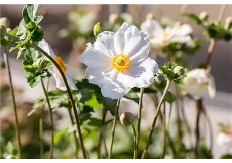 Anemone japonica 'Andrea Atkinson' - Garten-Herbst-Anemone