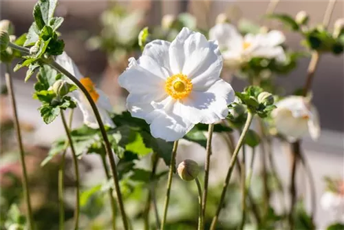 Garten-Herbst-Anemone - Anemone japonica 'Honorine Jobert'