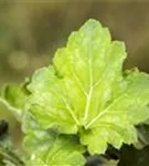 Garten-Purpurglöckchen - Heuchera americana 'Dale'