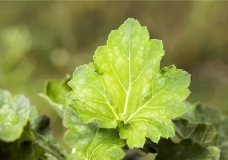 Heuchera americana 'Dale' - Garten-Purpurglöckchen