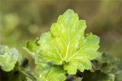 Garten-Purpurglöckchen - Heuchera americana 'Dale'