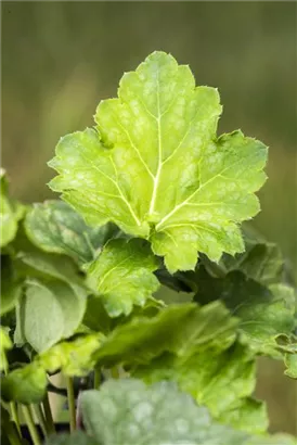 Garten-Purpurglöckchen - Heuchera americana 'Dale'