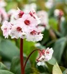 Garten-Bergenie - Bergenia cordifolia 'Silberlicht'