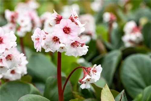 Garten-Bergenie - Bergenia cordifolia 'Silberlicht'