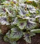 Garten-Purpurglöckchen - Heuchera americana 'Green Spice'