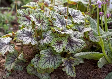 Heuchera americana 'Green Spice' - Garten-Purpurglöckchen