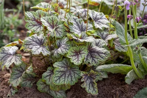 Garten-Purpurglöckchen - Heuchera americana 'Green Spice'