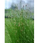 Sumpfsimse - Eleocharis palustris