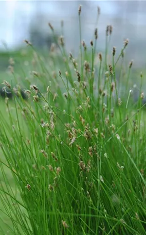 Eleocharis palustris