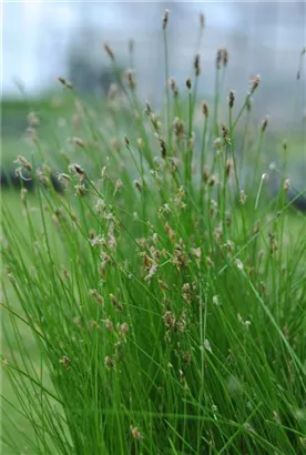 Sumpfsimse - Eleocharis palustris