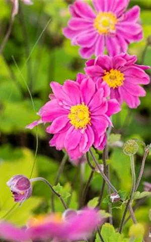 Anemone japonica 'Pamina'