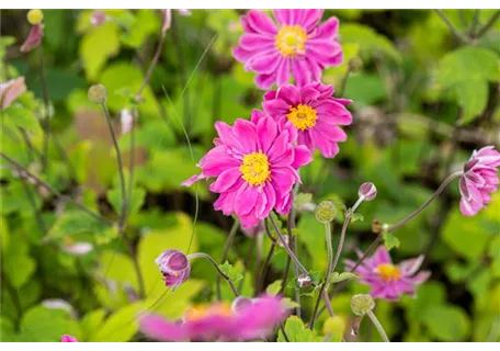 Anemone japonica 'Prinz Heinrich' - Garten-Herbst-Anemone