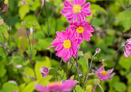 Anemone japonica 'Pamina' - Garten-Herbst-Anemone