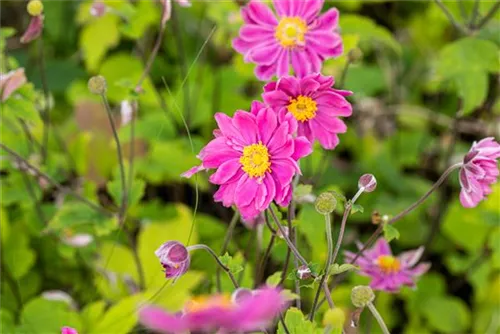 Garten-Herbst-Anemone - Anemone japonica 'Prinz Heinrich'